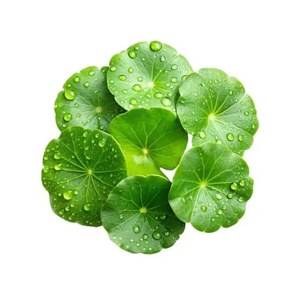 Centella Asiática en Skincare Coreano: Beneficios y Cómo Usarla