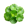 Centella Asiática en Skincare Coreano: Beneficios y Cómo Usarla